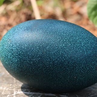 12 Eggs You Can Eat That Don’t Come From Chickens