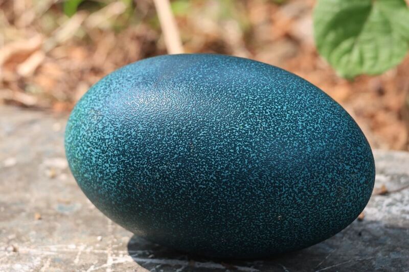 12 Eggs You Can Eat That Don’t Come From Chickens