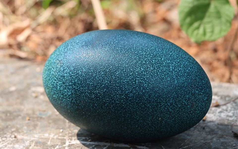 12 Eggs You Can Eat That Don’t Come From Chickens