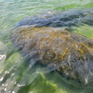 Seeing Manatees Up Close Costs Just $5 at This Hidden Florida Park