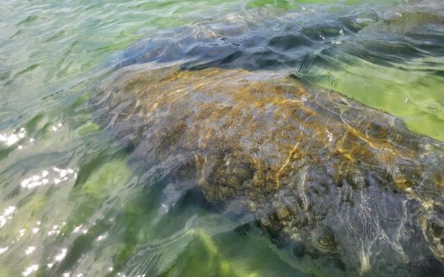 Seeing Manatees Up Close Costs Just $5 at This Hidden Florida Park