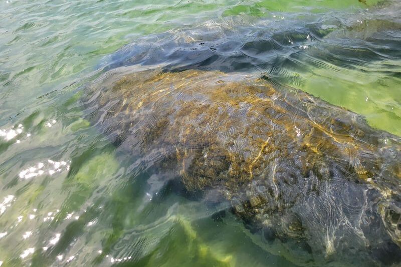 Seeing Manatees Up Close Costs Just $5 at This Hidden Florida Park