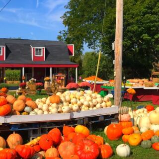 This Michigan Pumpkin Farm Almost Closed, but Families Brought It Back