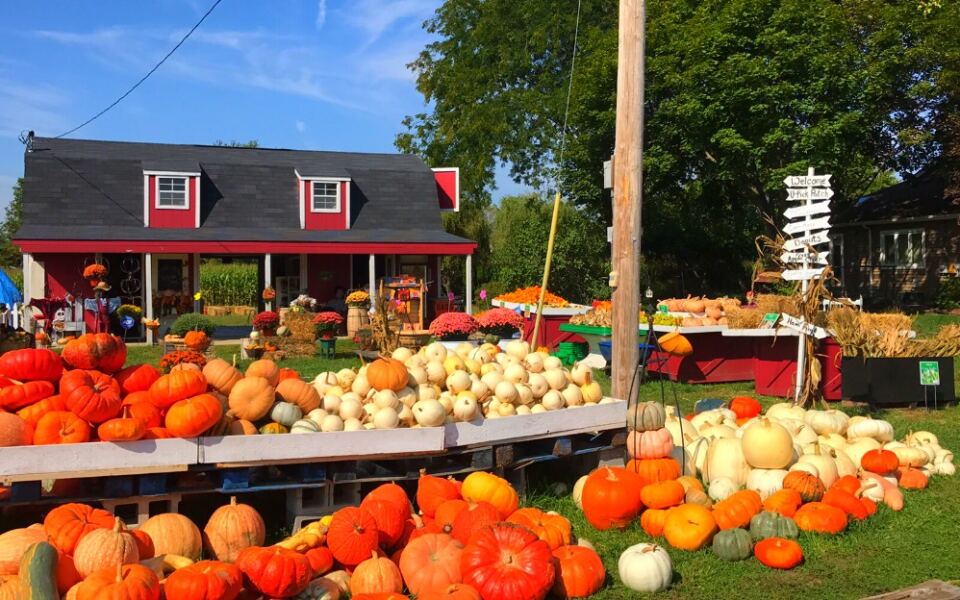 This Michigan Pumpkin Farm Almost Closed, but Families Brought It Back