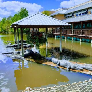 A 1950s Roadside Attraction in Florida Still Lets You Feed Gators Off a Wooden Boardwalk
