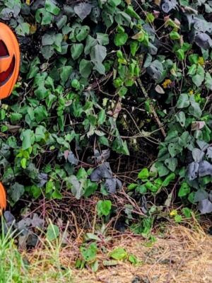 Pumpkins Actually Grow on the Vine at This Central Florida Farm, and You Pick Your Own This October