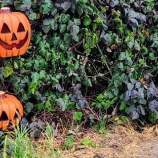 Pumpkins Actually Grow on the Vine at This Central Florida Farm, and You Pick Your Own This October