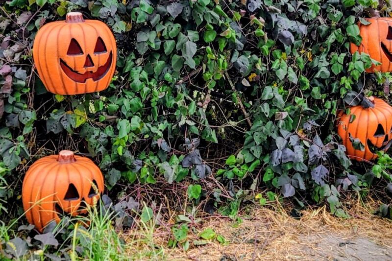 Pumpkins Actually Grow on the Vine at This Central Florida Farm, and You Pick Your Own This October