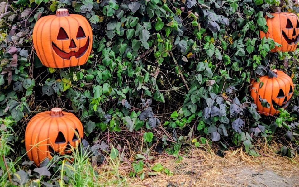 Pumpkins Actually Grow on the Vine at This Central Florida Farm, and You Pick Your Own This October
