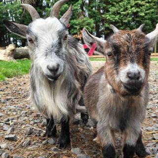 Visitors Meet Rescued Animals at These 7 Tennessee Farm Sanctuaries
