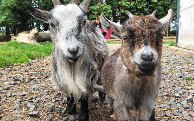 Visitors Meet Rescued Animals at These 7 Tennessee Farm Sanctuaries