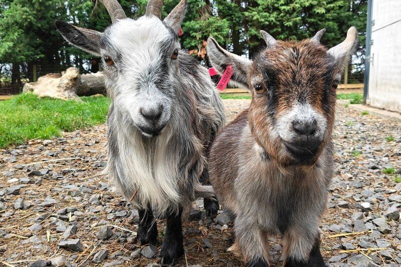 Visitors Meet Rescued Animals at These 7 Tennessee Farm Sanctuaries