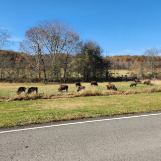 Watch Bison Graze at South Bison Range Picnic Area in Land Between the Lakes Near Bumpus Mills, Tennessee