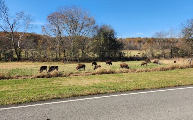 Watch Bison Graze at South Bison Range Picnic Area in Land Between the Lakes Near Bumpus Mills, Tennessee