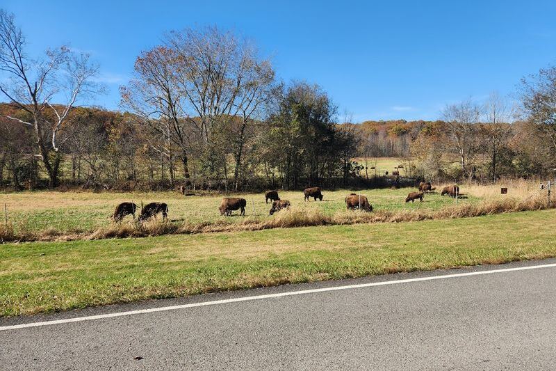 Watch Bison Graze at South Bison Range Picnic Area in Land Between the Lakes Near Bumpus Mills, Tennessee