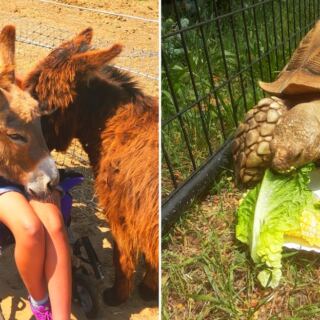 This Michigan Farm Lets Kids Meet Mini Donkeys, Goats, and Giant Tortoises