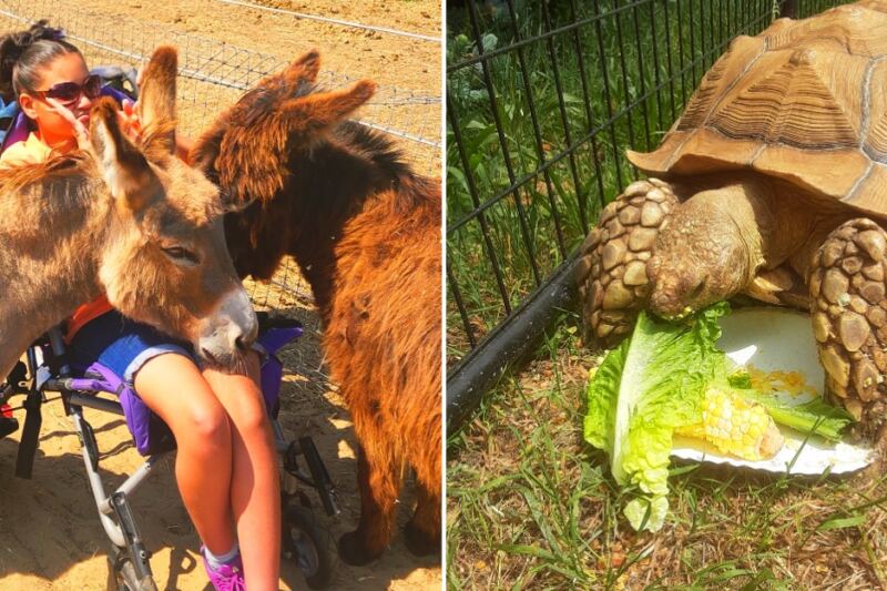 This Michigan Farm Lets Kids Meet Mini Donkeys, Goats, and Giant Tortoises