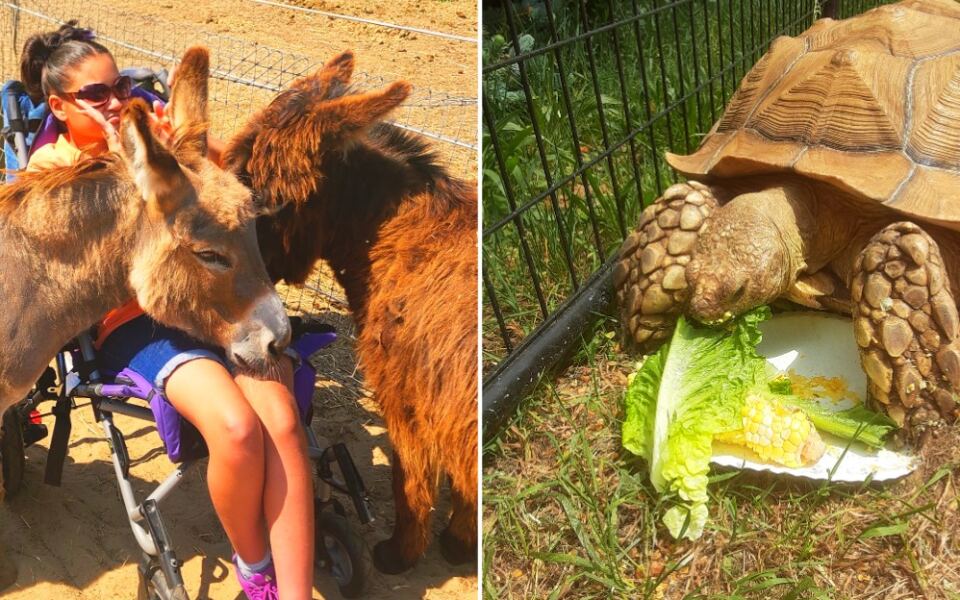 This Michigan Farm Lets Kids Meet Mini Donkeys, Goats, and Giant Tortoises