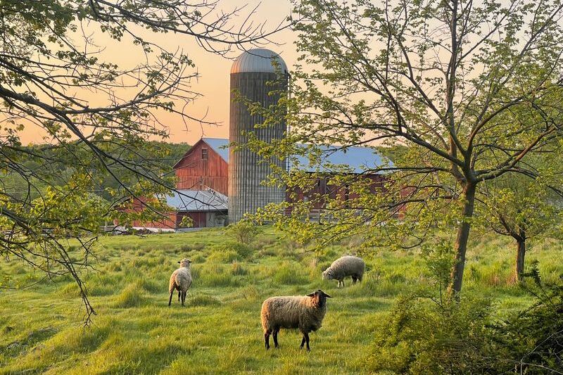 This New Jersey Farm Raises the Meat It Sells Right on Its Own Fields