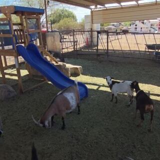 Pet a Highland Cow and Bottle-Feed Baby Goats at This Arizona Family Farm Near Phoenix