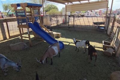 Pet a Highland Cow and Bottle-Feed Baby Goats at This Arizona Family Farm Near Phoenix