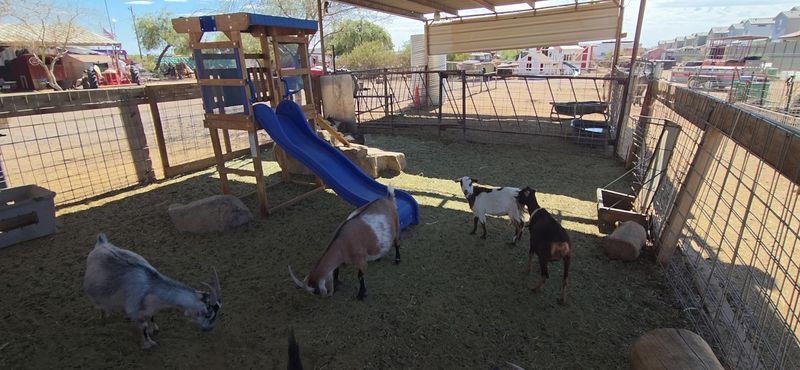 Pet a Highland Cow and Bottle-Feed Baby Goats at This Arizona Family Farm Near Phoenix