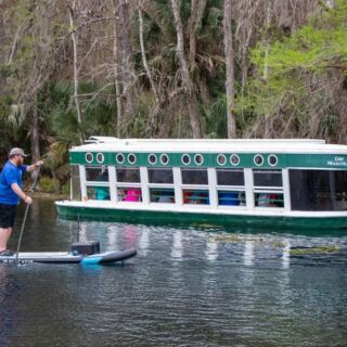 Wild Rhesus Monkeys Swing Along the Riverbank on a Glass-Bottom Boat Ride in Ocala, Florida