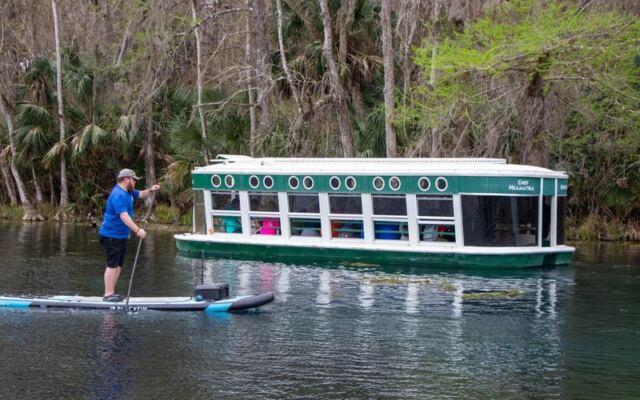 Wild Rhesus Monkeys Swing Along the Riverbank on a Glass-Bottom Boat Ride in Ocala, Florida