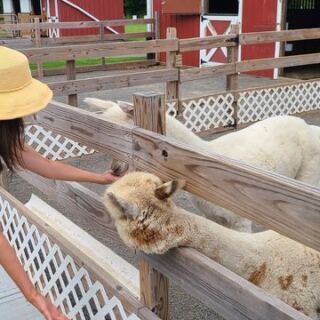 Hidden Spring Lavender & Alpacas Lets You Walk an Alpaca in Skillman, New Jersey