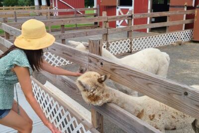 Hidden Spring Lavender & Alpacas Lets You Walk an Alpaca in Skillman, New Jersey