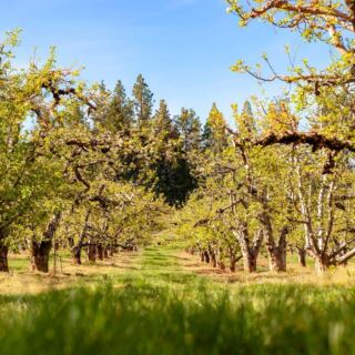 Bring a Bucket to Apple Hill in Camino, California, Where High Hill Ranch Lets You Pick Apples and Eat Warm Cider Donuts