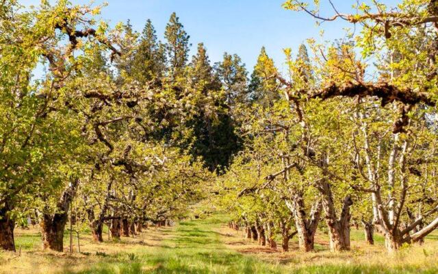 Bring a Bucket to Apple Hill in Camino, California, Where High Hill Ranch Lets You Pick Apples and Eat Warm Cider Donuts