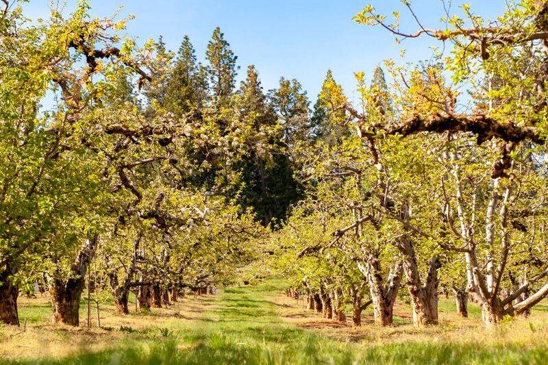 Bring a Bucket to Apple Hill in Camino, California, Where High Hill Ranch Lets You Pick Apples and Eat Warm Cider Donuts