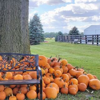 7 Illinois Pumpkin Patches Where Kids Ride Hay Wagons Out To Pick Their Own
