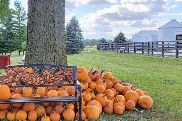 7 Illinois Pumpkin Patches Where Kids Ride Hay Wagons Out To Pick Their Own
