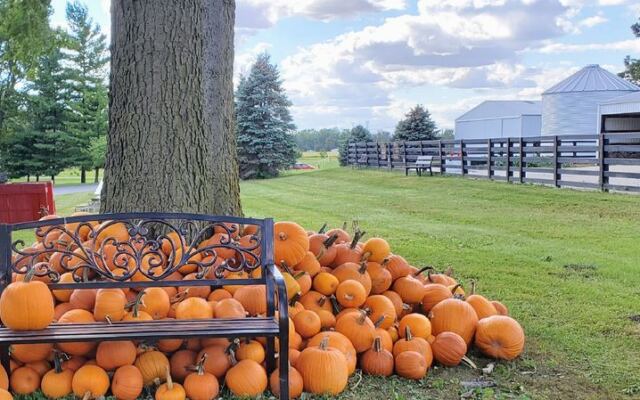 7 Illinois Pumpkin Patches Where Kids Ride Hay Wagons Out To Pick Their Own