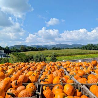 Hot Donuts, Fresh Cider, and Pumpkin Piles Make This North Carolina Orchard Fall’s Sweetest Stop