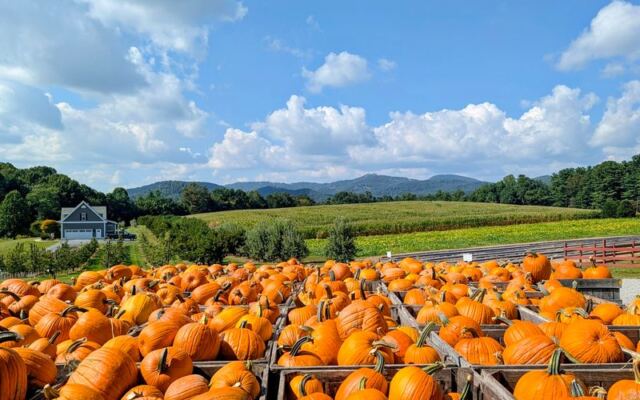 Hot Donuts, Fresh Cider, and Pumpkin Piles Make This North Carolina Orchard Fall’s Sweetest Stop