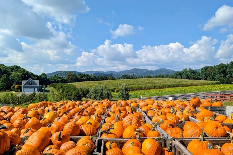 Hot Donuts, Fresh Cider, and Pumpkin Piles Make This North Carolina Orchard Fall’s Sweetest Stop