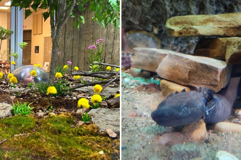 This Free Detroit Nature Center Has Wildlife You Rarely See Up Close