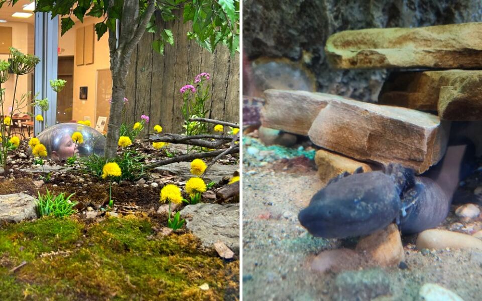 This Free Detroit Nature Center Has Wildlife You Rarely See Up Close