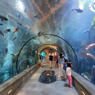 This Oregon Aquarium Puts You Nose-to-Glass With Playful Sea Otters and Gliding Sharks