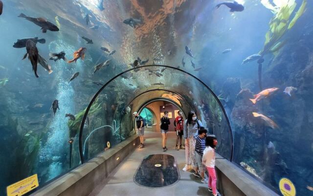 This Oregon Aquarium Puts You Nose-to-Glass With Playful Sea Otters and Gliding Sharks