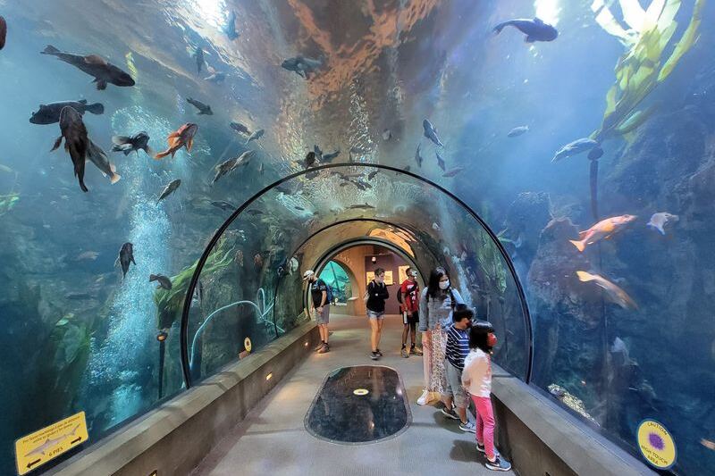 This Oregon Aquarium Puts You Nose-to-Glass With Playful Sea Otters and Gliding Sharks