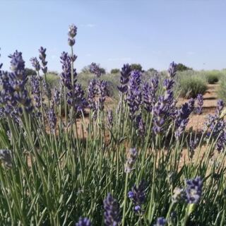 Grab a Basket and Browse the Blooms at Windy Hills Lavender Farm in Heber, Arizona