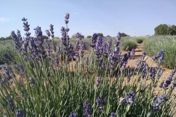 Grab a Basket and Browse the Blooms at Windy Hills Lavender Farm in Heber, Arizona