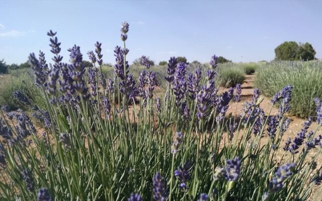 Grab a Basket and Browse the Blooms at Windy Hills Lavender Farm in Heber, Arizona