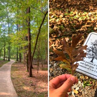 This Little Rock Arboretum Features Native Arkansas Trees and Educational Nature Trails