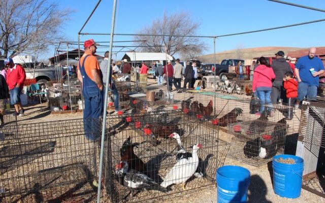 This Oklahoma Flea Market Is A Weekend Treasure Hunter’s Paradise, From Antiques To Live Chickens