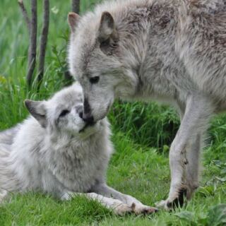 Wolves Watch You Back From a Few Yards Away at This Ipswich, Massachusetts Sanctuary